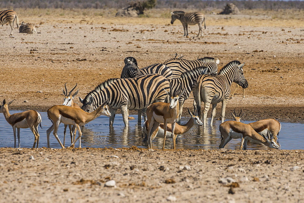 Animals flocking around a waterhole, Etosha National Park, Namibia, Africa