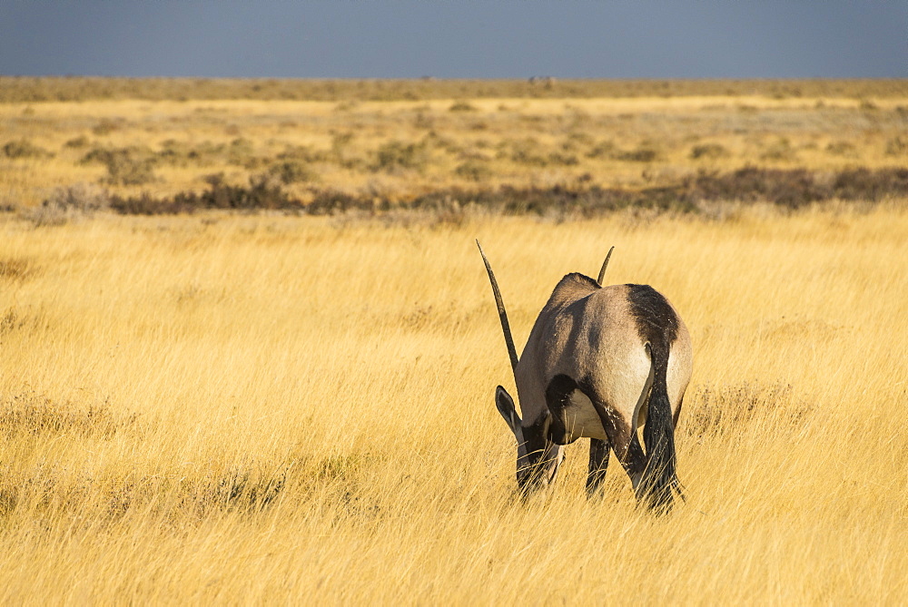 Male Gemsboks (Oryx gazella), Etosha National Park, Namibia, Africa