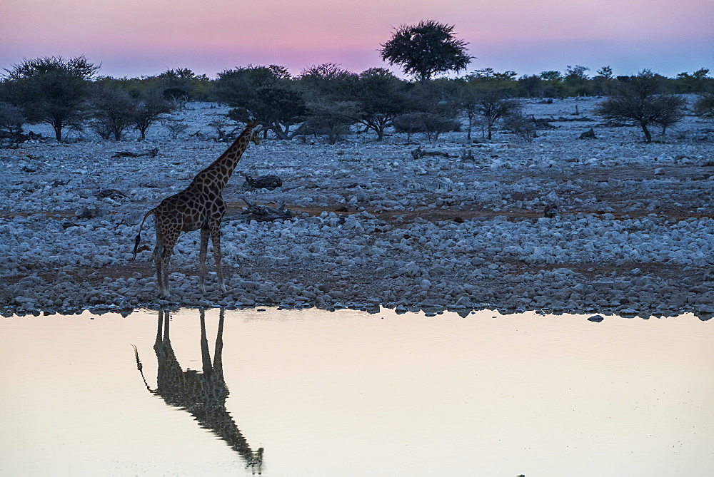 Giraffe reflected in the water of a waterhole, Okaukuejo Rest Camp, Etosha National Park, Namibia, Africa