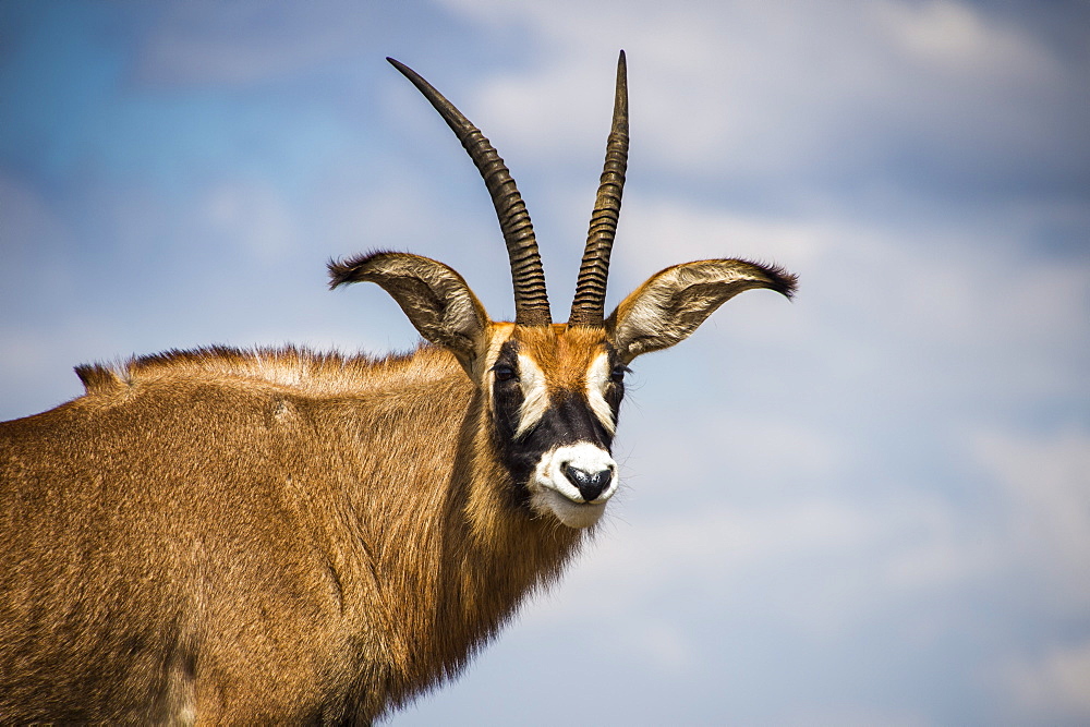 Roan antelope (Hippotragus equinus), Nyika National Park, Malawi, Africa