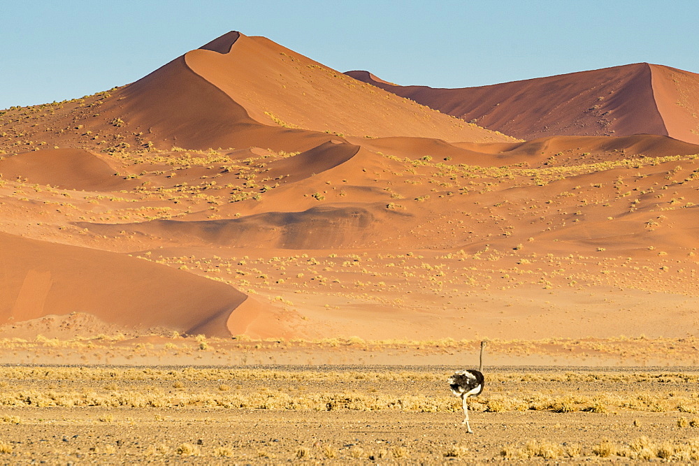 Ostrich wandering in front of a giant sand dune, Sossusvlei, Namib-Naukluft National Park, Namibia, Africa