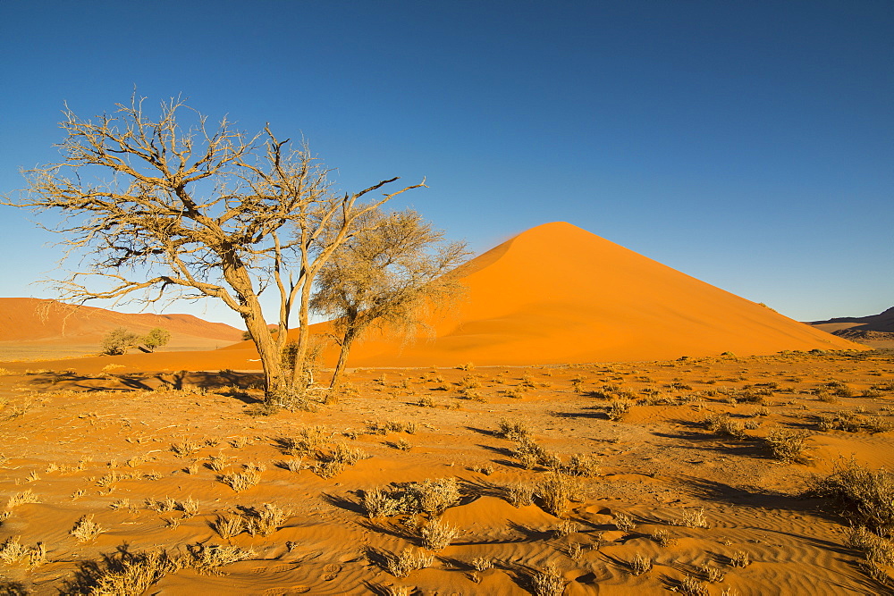 Acacia tree in front of the giant Sand Dune 45, Sossusvlei, Namib-Naukluft National Park, Namibia, Africa