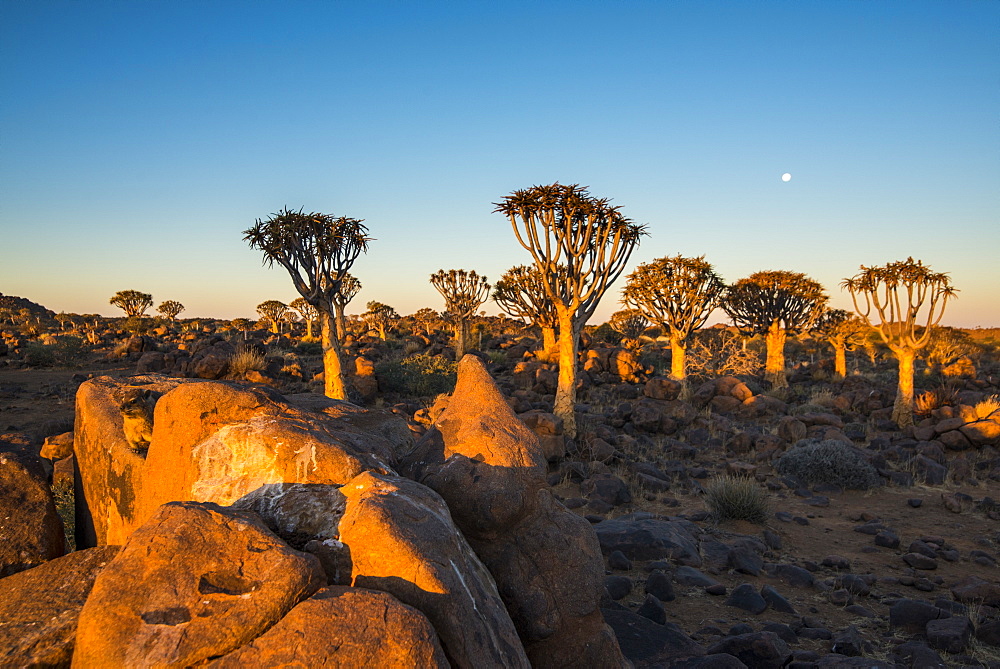 Quiver tree forest (Aloe dichotoma) at sunset, Gariganus farm, Keetmanshoop, Namibia, Africa