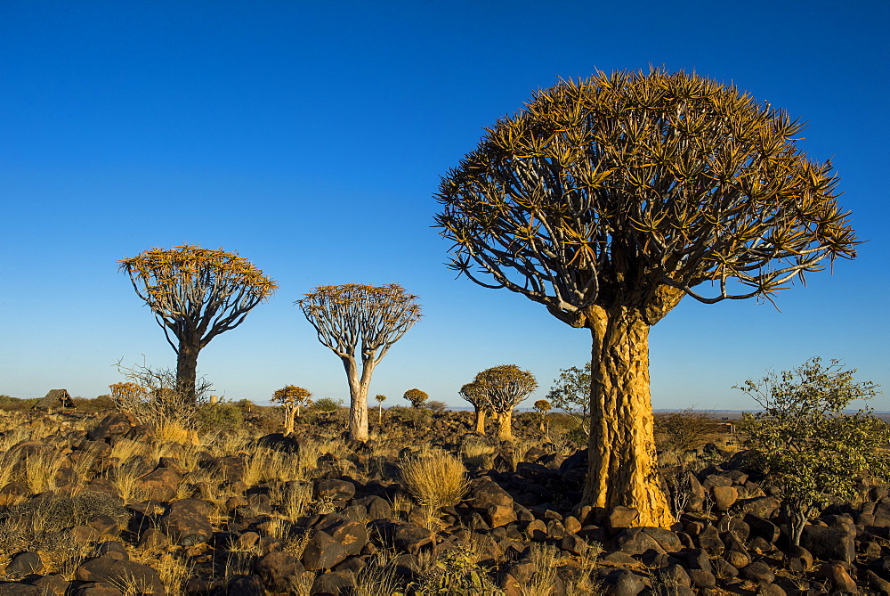 Quiver tree forest (Aloe dichotoma) at sunset, Gariganus farm, Keetmanshoop, Namibia, Africa