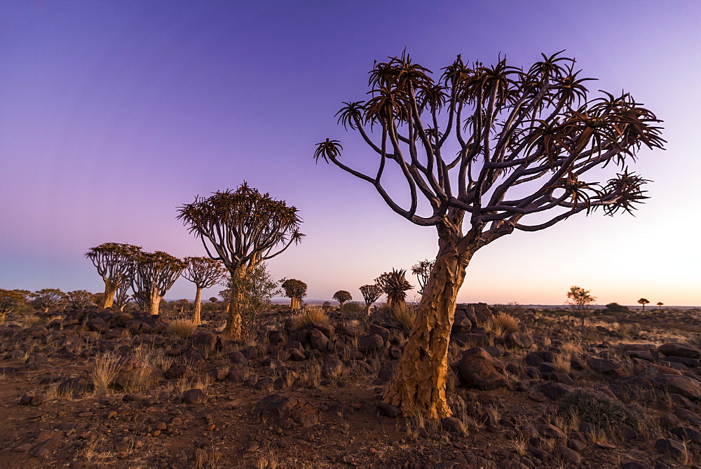 Quiver tree forest (Aloe dichotoma) at sunset, Gariganus farm, Keetmanshoop, Namibia, Africa