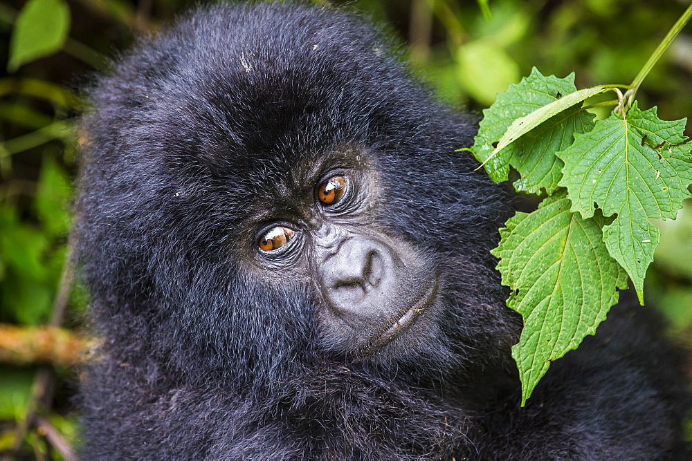 Young mountain gorilla (Gorilla beringei beringei) in the Virunga National Park, UNESCO World Heritage Site, Democratic Republic of the Congo, Africa