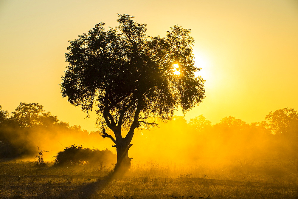 Dust in backlight at sunset, South Luangwa National Park, Zambia, Africa