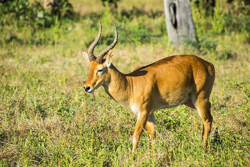 Puku (Kobus vardonii) antelope, South Luangwa National Park, Zambia, Africa