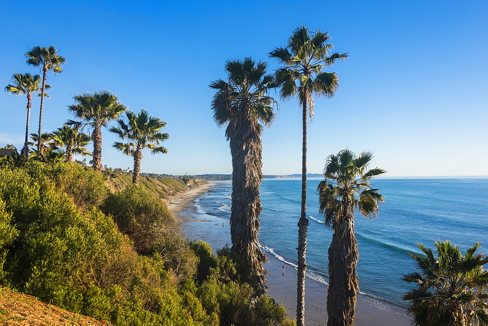 Palm trees above the cliffs in Cardiff, California, United States of America, North America