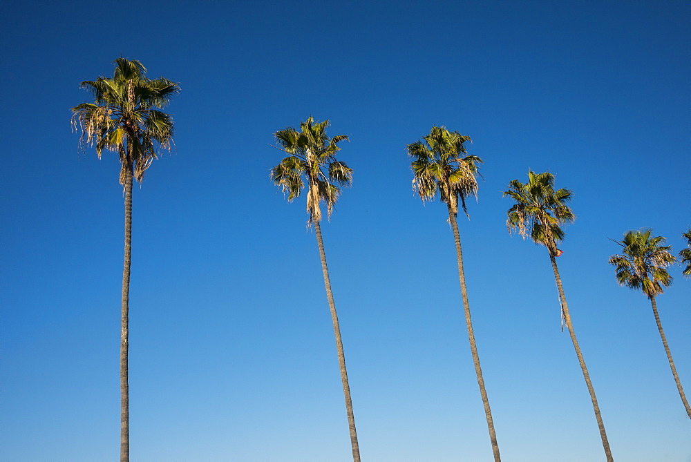 Palm trees on the beach of La Jolla, California, United States of America, North America