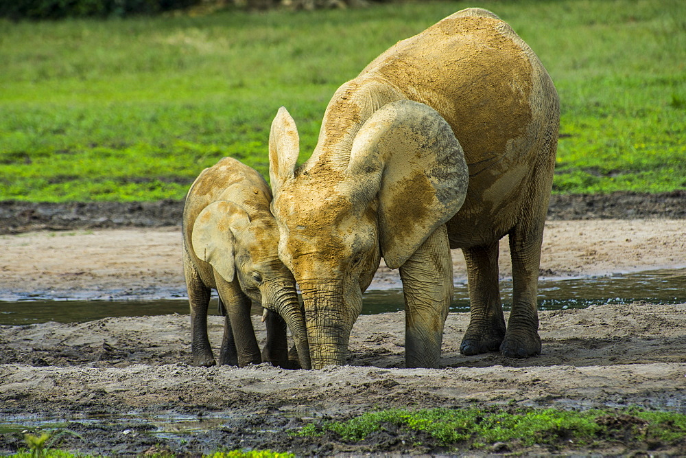 African forest elephant (Loxodonta cyclotis), Dzanga Bai, UNESCO World Heritage Site, Dzanga-Sangha Special Reserve, Central African Republic, Africa