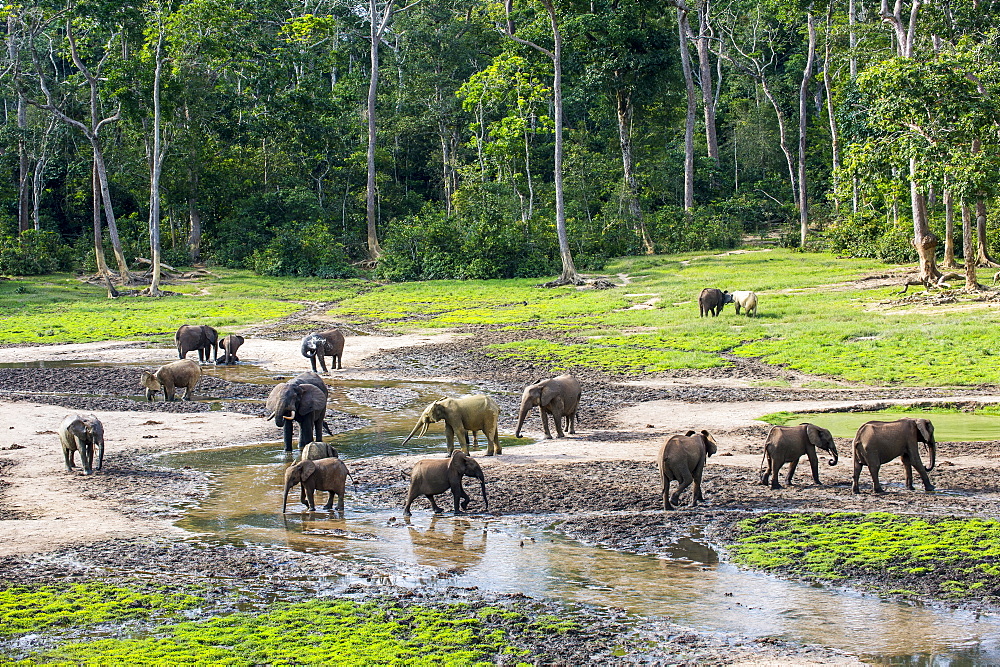 African forest elephants (Loxodonta cyclotis) at Dzanga Bai, UNESCO World Heritage Site, Dzanga-Sangha Special Reserve, Central African Republic, Africa