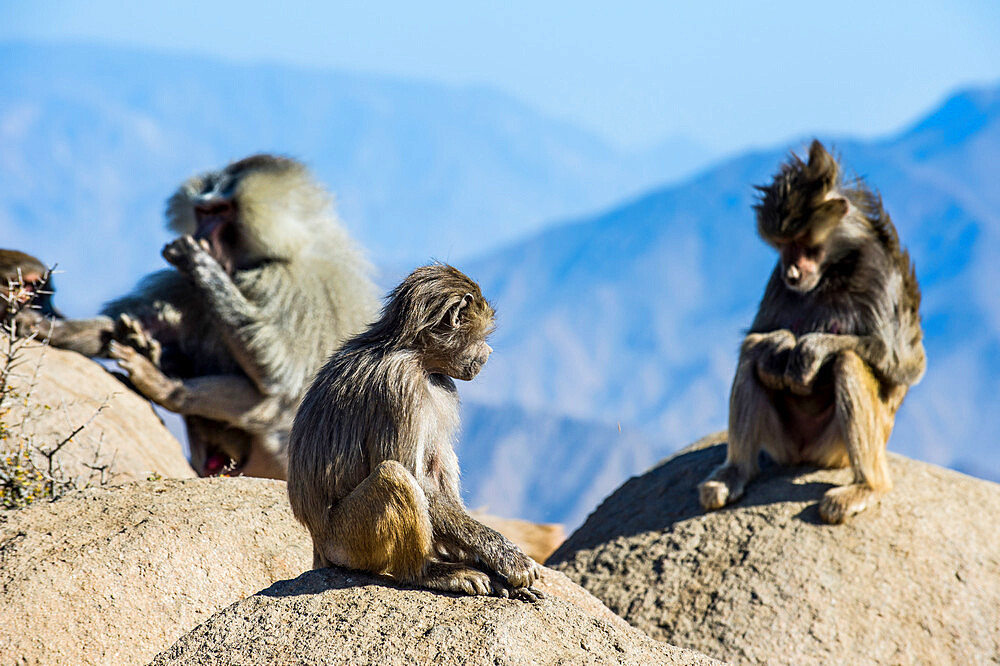 Baboons on mountain cliff, Abha, Saudi Arabia, Middle East