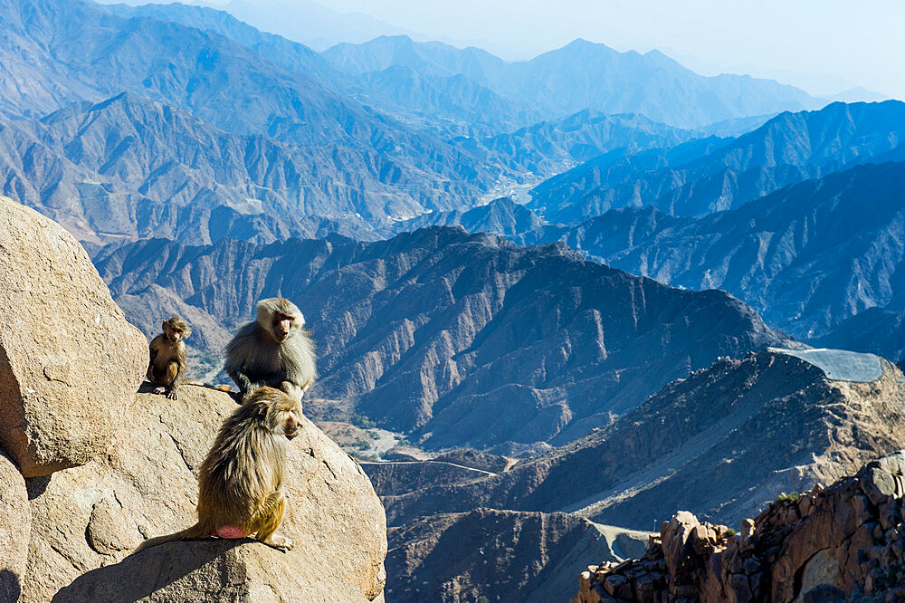 Baboons on mountain cliff, Abha, Saudi Arabia, Middle East