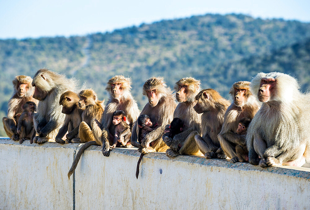 Baboons posing on Mount Souda, highest mountain in Saudi Arabia, Abha, Saudi Arabia, Middle East