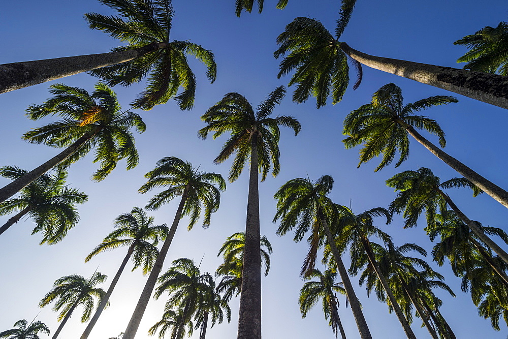 Palm grove in the heart of Cayenne, French Guiana, Department of France, South America