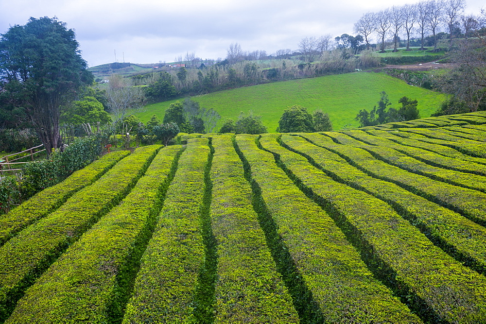 Tea plantations on the Island of Sao Miguel, Azores, Portugal, Atlantic, Europe