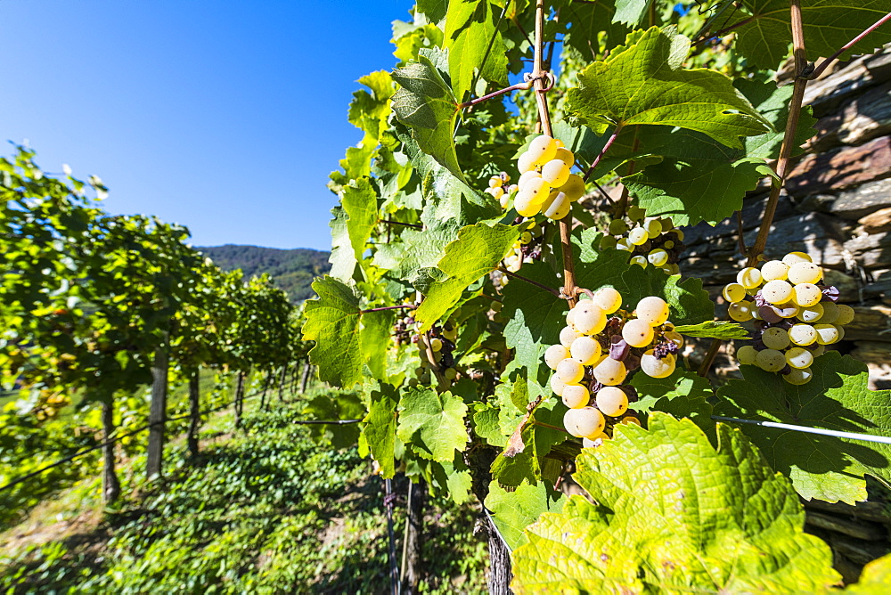 Vineyards overlooking Spitz on the Wachau, UNESCO World Heritage Site, Austria, Europe