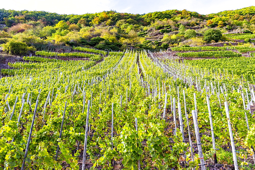 Vineyards on the Moselle River, Rhineland-Palatinate, Germany, Europe