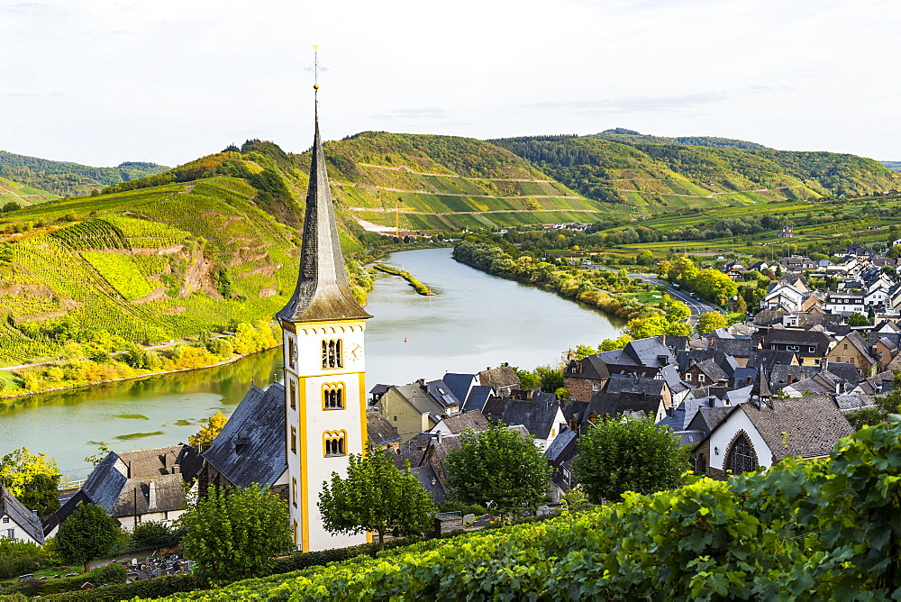 Vineyards above Bremm on the Moselle River, Rhineland-Palatinate, Germany, Europe