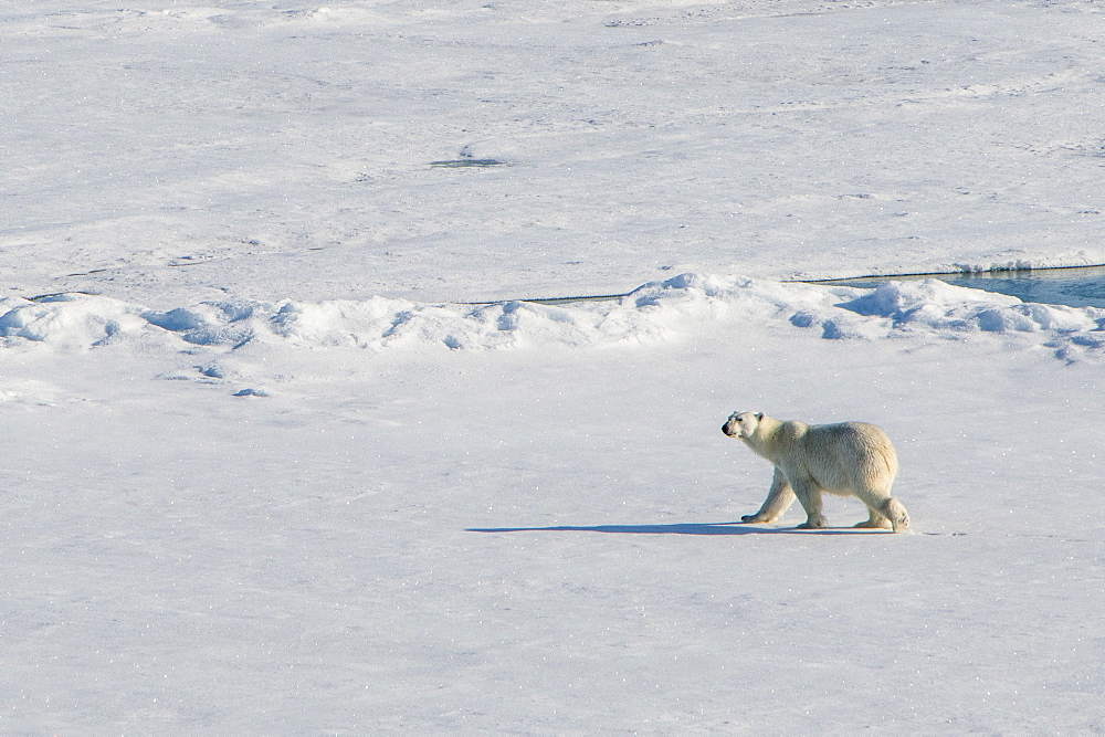 Polar bear (Ursus maritimus) in the high arctic near the North Pole, Arctic, Russia, Europe