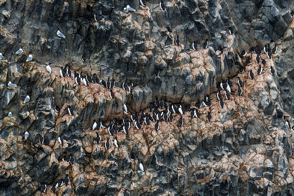 Giant seabird colony on the spectacular rock formation of columnar basalt, Skala Rubini (Rubini rock), Franz Josef Land archipelago, Arkhangelsk Oblast, Arctic, Russia, Europe