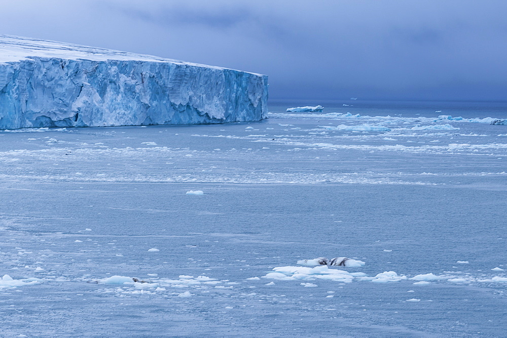 Very huge glacier on McClintok (MacKlintok) Island, Franz Josef Land archipelago, Arkhangelsk Oblast, Arctic, Russia, Europe