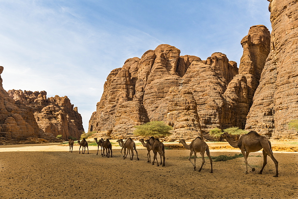 Animals at a waterhole in a rock amphitheatre, Ennedi Plateau, UNESCO World Heritage Site, Ennedi region, Chad, Africa