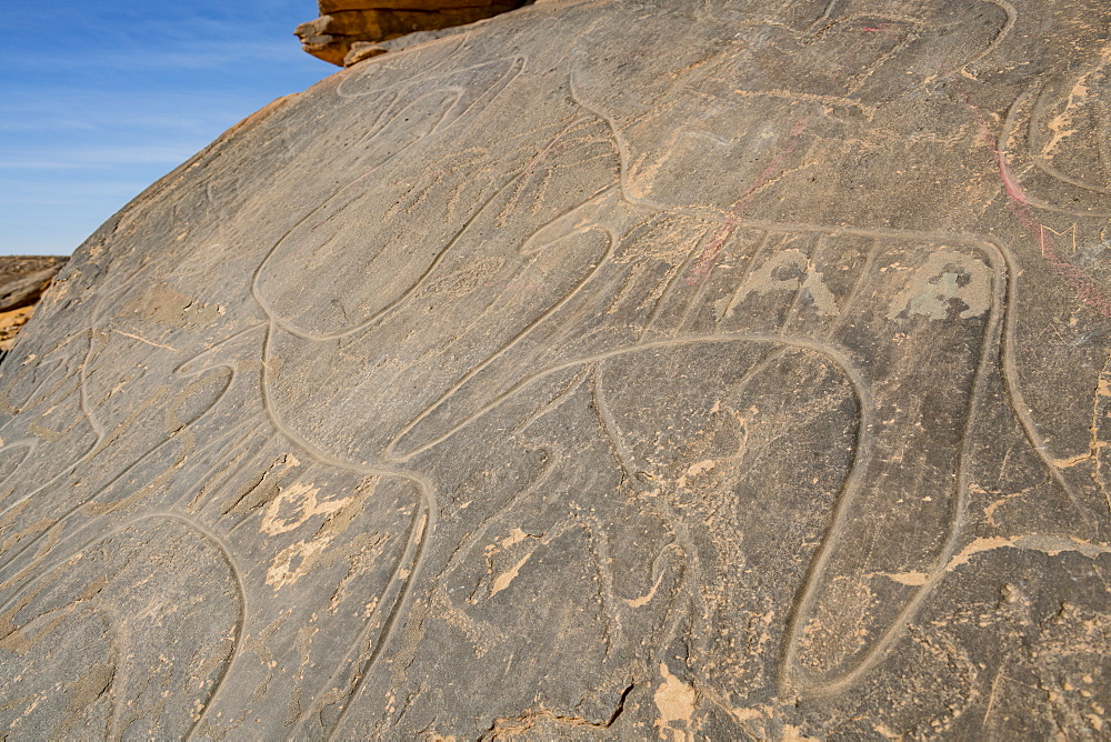 Prehistoric rock carvings near the Oasis of Taghit, western Algeria, North Africa, Africa