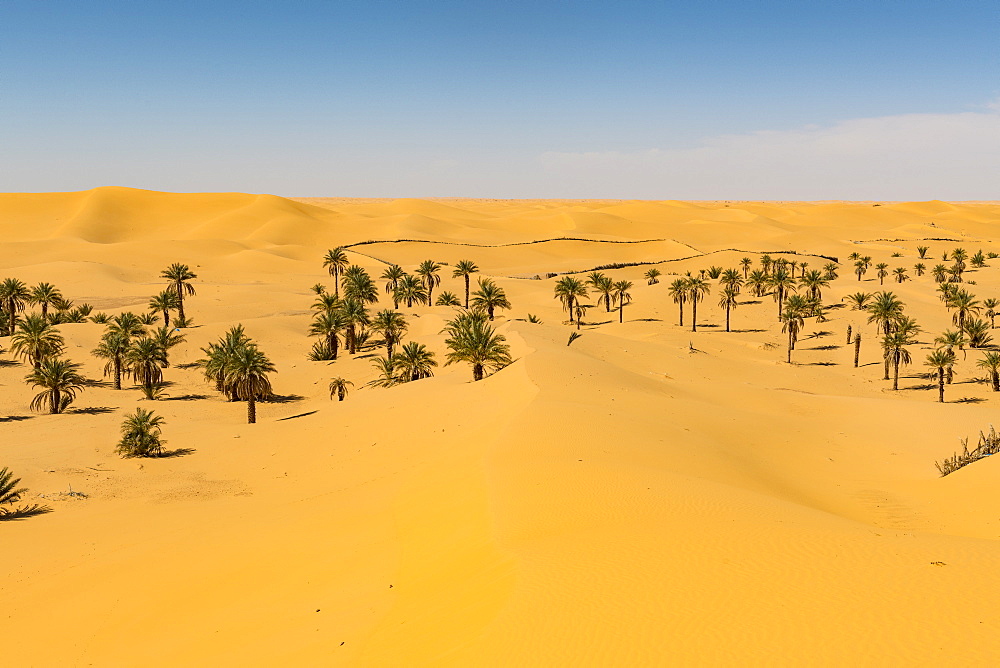 Palm grove in the sanddunes, near Timimoun, western Algeria, North Africa, Africa