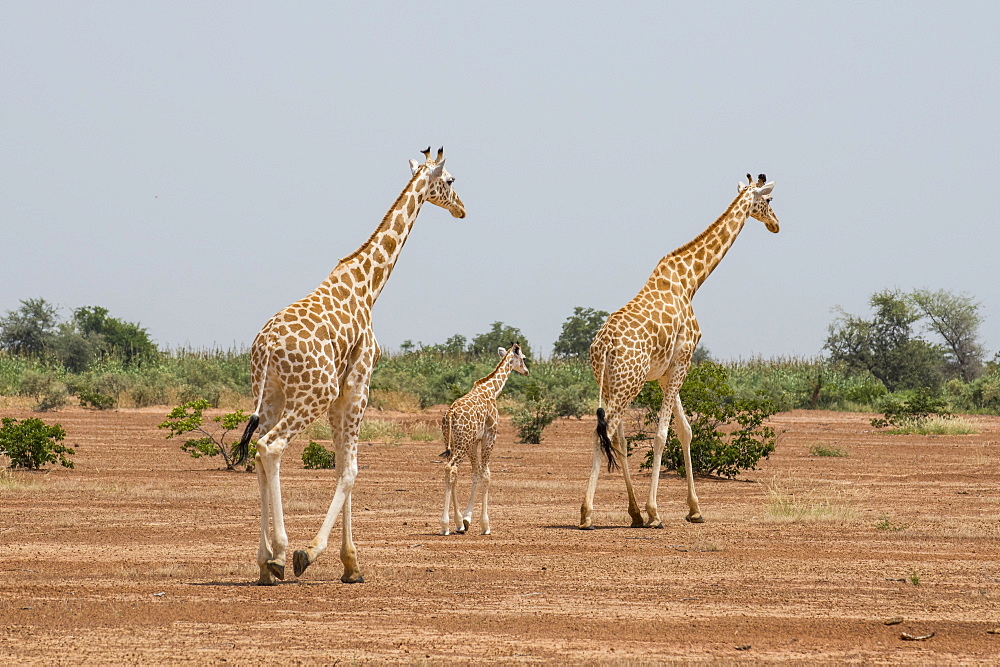 West African giraffes (Giraffa camelopardalis peralta), Koure, Niger, West Africa, Africa