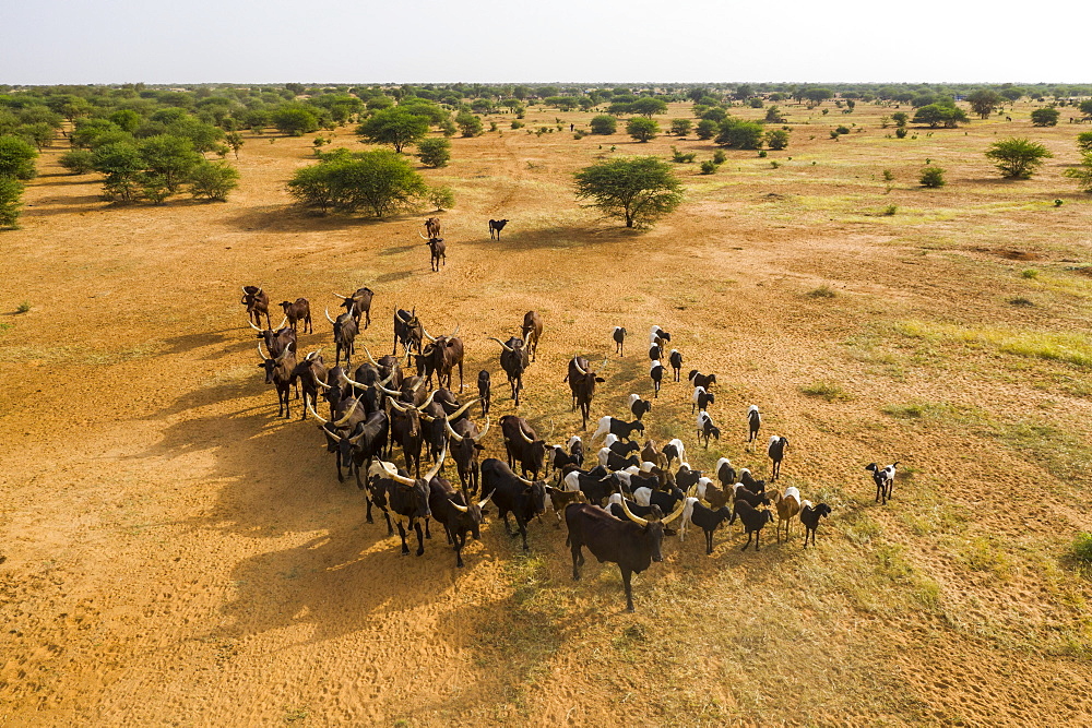 Aerial of cattle moving to a waterhole, Gerewol festival, courtship ritual competition among the Wodaabe Fula people, Niger, West Africa, Africa