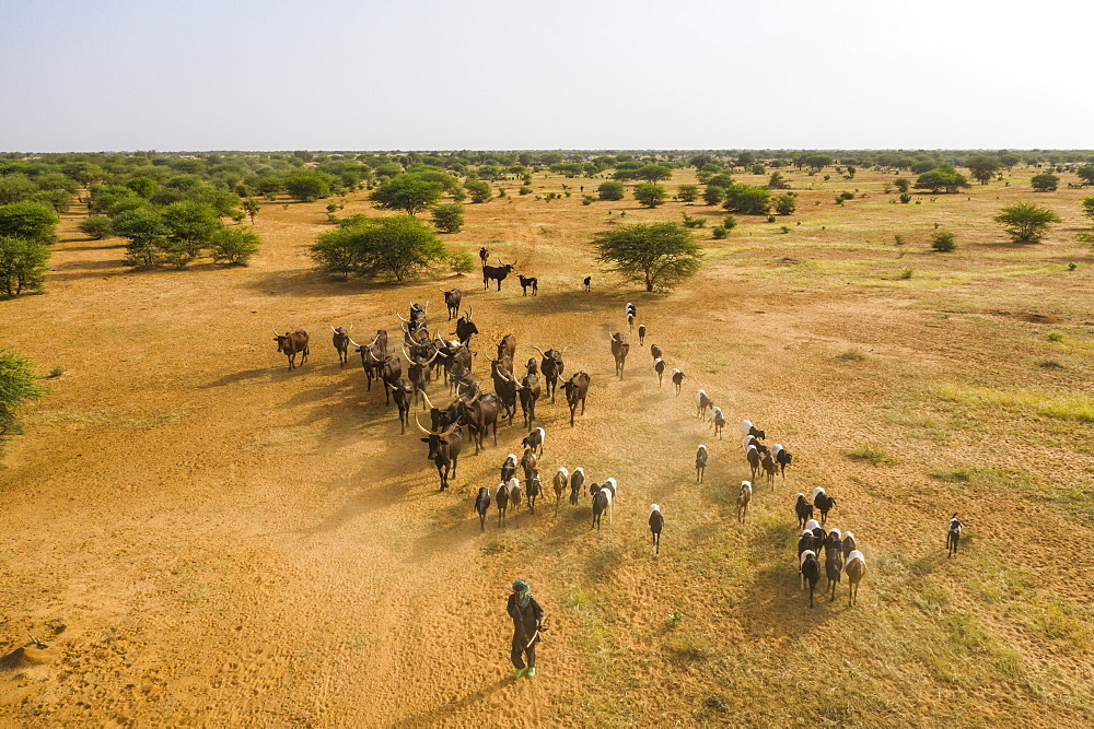 Aerial of cattle moving to a waterhole, Gerewol festival, courtship ritual competition among the Wodaabe Fula people, Niger, West Africa, Africa