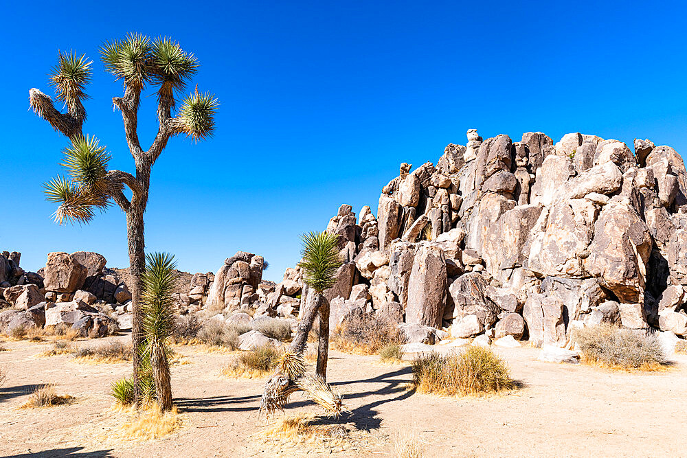 Joshua tree in the Joshua Tree National Park, California, United States of America, North America