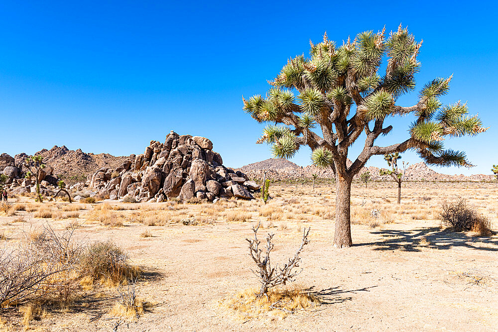 Joshua tree in the Joshua Tree National Park, California, United States of America, North America