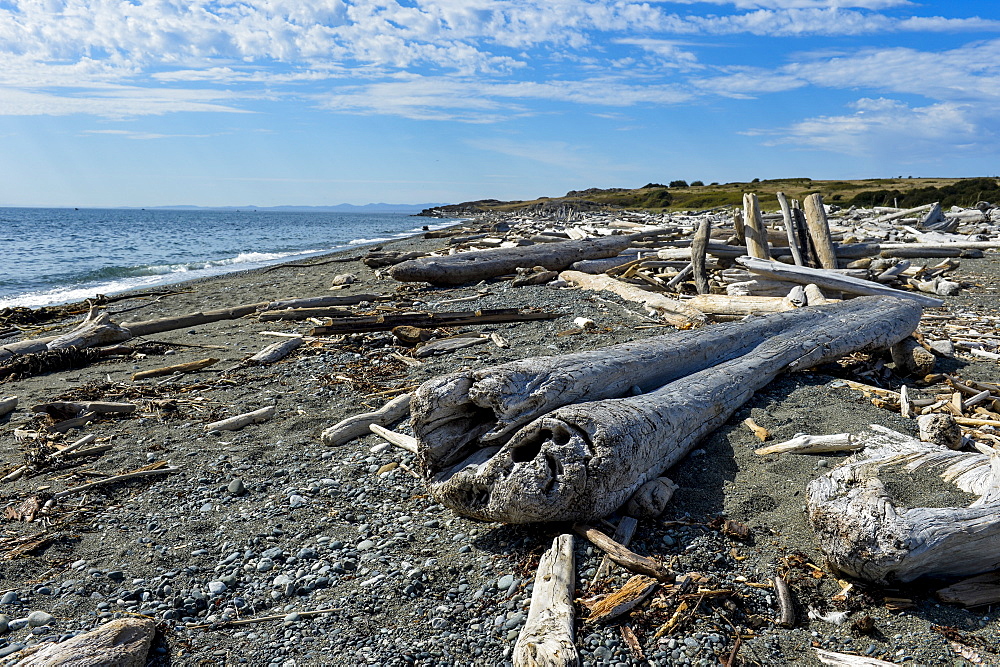 Huge logs on a beach on San Juan island, San Juan islands archipelago, Washington State, United States of America, North America