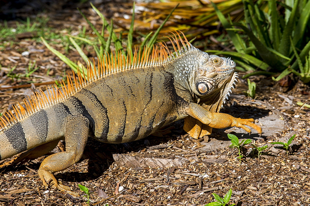 Green Iguana, Iguana Iguana, Grassy Key, Florida, United States of America, North America