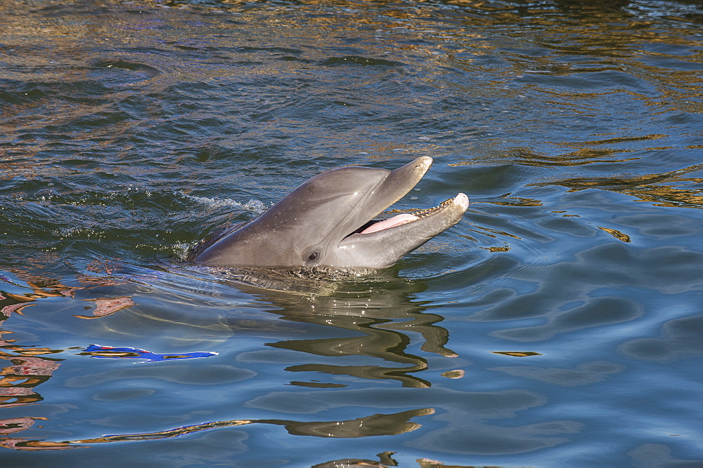 Bottlenose Dolphin, Tursiops tursiops, Grassy Key, Florida, United States of America, North America