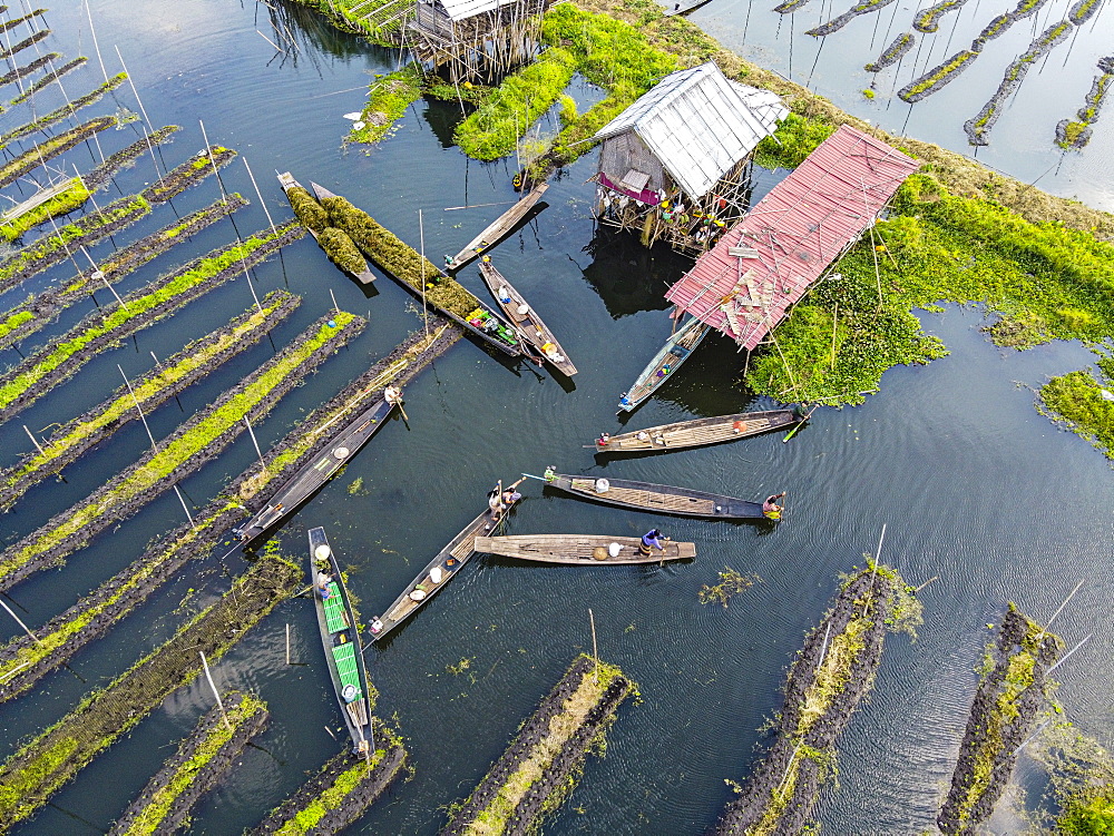 Aerial by drone of canoes in the floating gardens, Inle Lake, Shan state, Myanmar (Burma), Asia