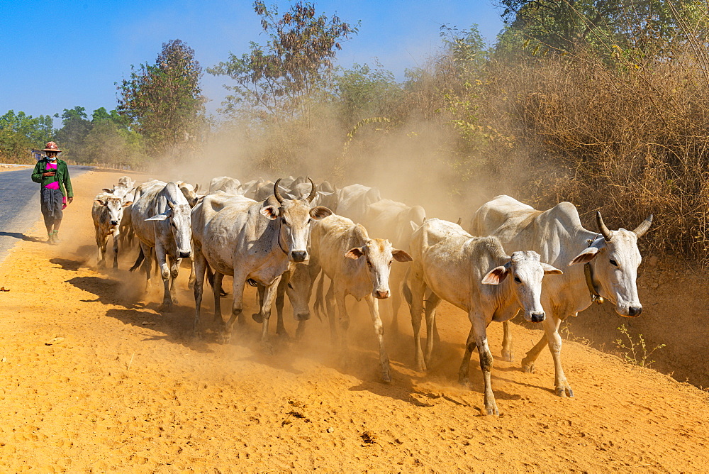 Cows walking along a road, Inle Lake, Shan state, Myanmar (Burma), Asia