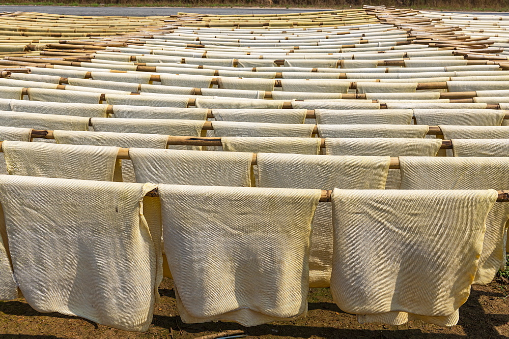 Fresh made rubber sheets at a Rubber plantation near Myeik (Mergui), Myanmar (Burma), Asia