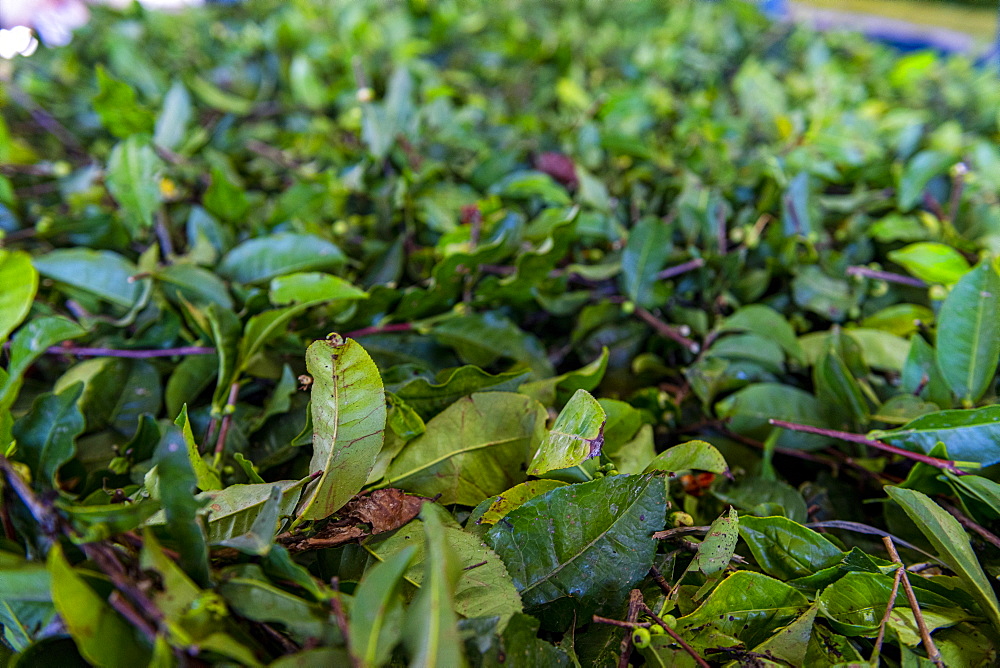 Tea processing in the Antique Assam Tea Farm, Sun Moon Lake National Scenic Area, Nantou county, Taiwan, Asia