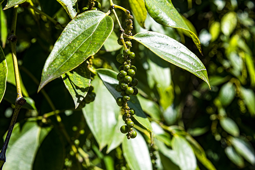 Black pepper close up (Piper nigrum) on a pepper farm, island of Phu Quoc, Vietnam, Indochina, Southeast Asia, Asia