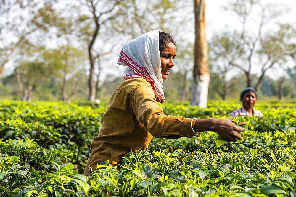 Women picking tea from the tea plants on a tea plantation, Assam, India, Asia