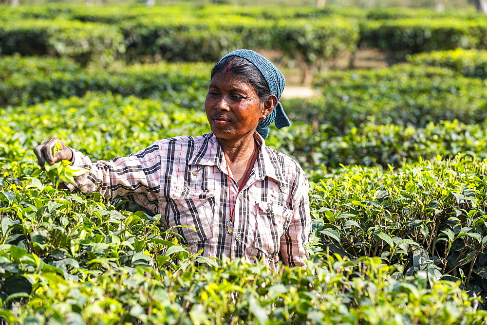 Woman picking tea from tea plants on a tea plantation, Assam, India, Asia