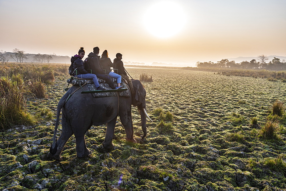 Early morning elephant ride on elephants through the elephant grass, Kaziranga National Park, UNESCO World Heritage Site, Assam, India, Asia