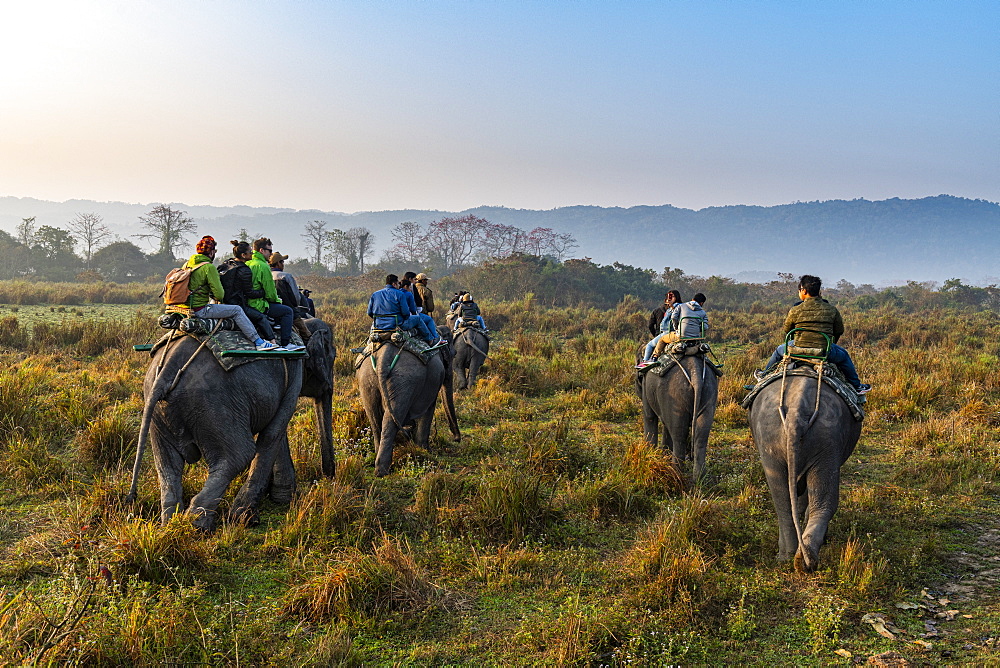 Early morning elephant ride on elephants through the elephant grass, Kaziranga National Park, UNESCO World Heritage Site, Assam, India, Asia