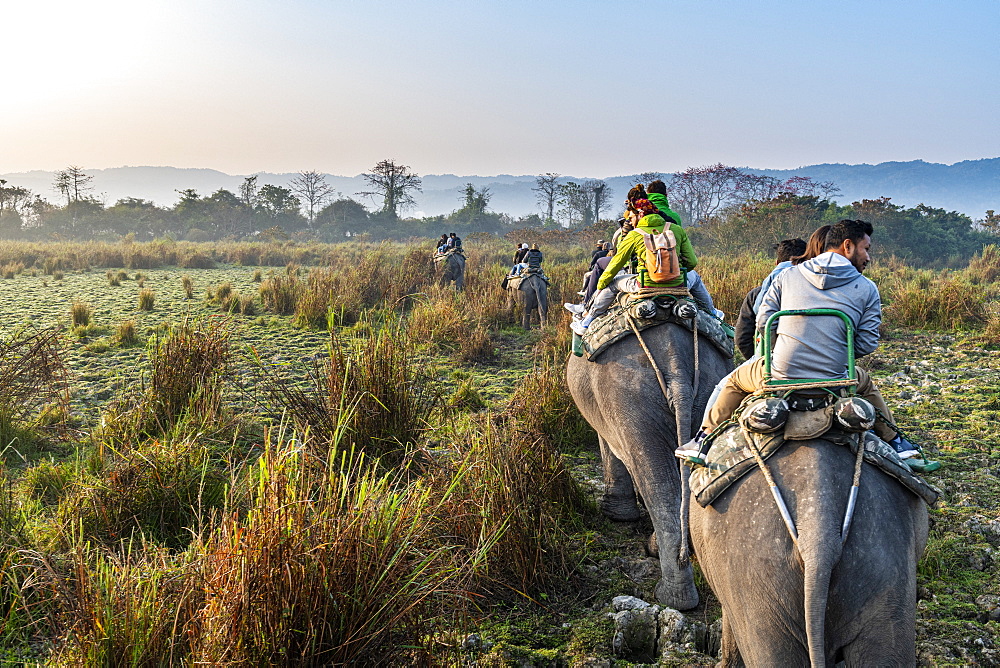 Early morning elephant ride on elephants through the elephant grass, Kaziranga National Park, UNESCO World Heritage Site, Assam, India, Asia