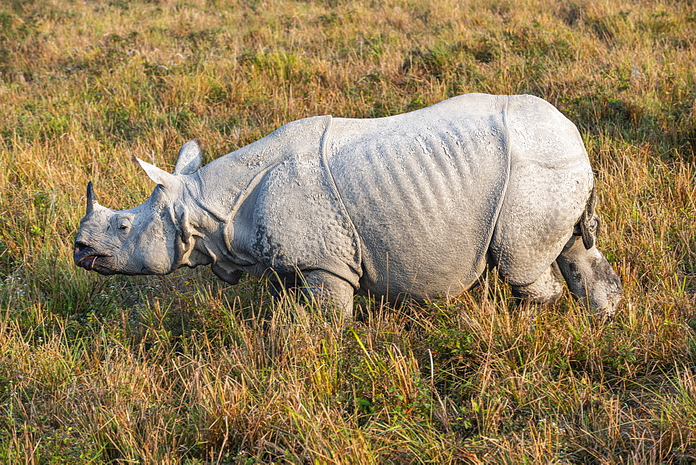 Indian rhinoceros (Rhinoceros unicornis), Kaziranga National Park, UNESCO World Heritage Site, Assam, India, Asia