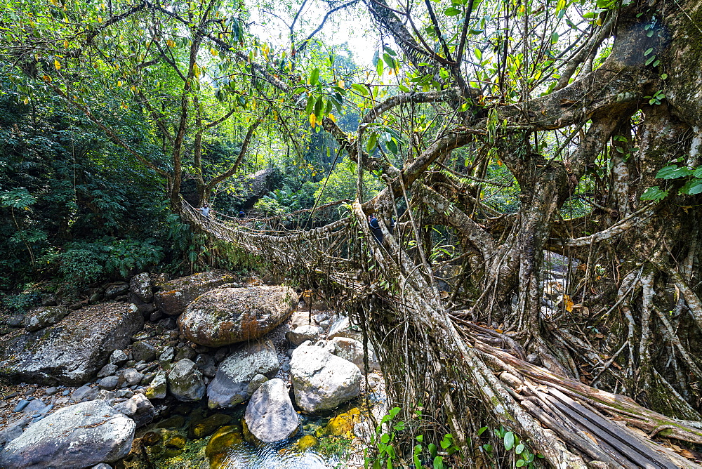 Living Root Bridge, Sohra (Cherrapunjee), Meghalaya, India, Asia